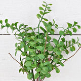 Evergreen Boxwood Bush 14" Pick-Lange General Store