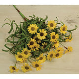 Mini Mountain Daisy Bush Yellow 18"-Lange General Store